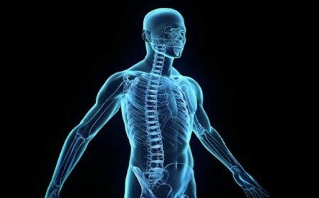 رازهای ناگشوده بدن انسان؛ از معمای چانه تا تفاوت اندازه بیضه‌ها